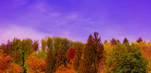 Fototapeta premium Aesthetics nature wallpaper. Wild tree background. Ideal for postcard and print