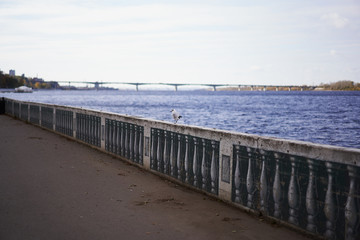Naklejka premium Empty deserted street, a lonely bird in the street near a reservoir.
