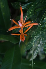 orange flower