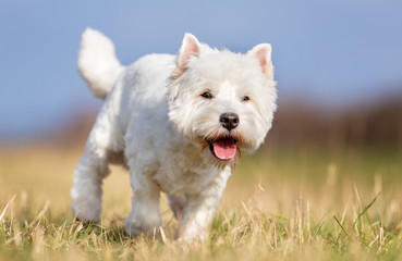 dog, pet, collie, border collie, animal, puppy, border, canine, white, cute, grass, black, sheepdog, portrait, running, pup, nature, breed, mammal, pets, young, domestic, pedigree, terrier, west, west