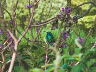 Colibri Orejas Violetas en Monteverde,Costa Rica