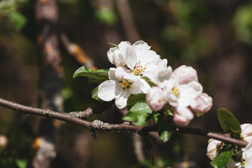 Soft pink flowering branch of apple tree, close-up, selective focus.
