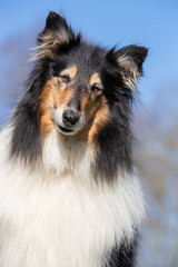 portrait of a Collie