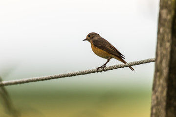 Common redstart (Phoenicurus phoenicurus)