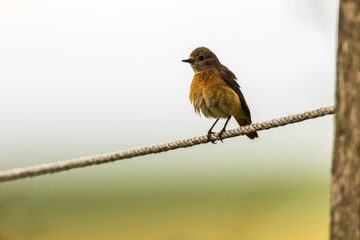 Common redstart (Phoenicurus phoenicurus)