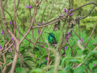 Lesser Violetear Humminbird in Costa Rica