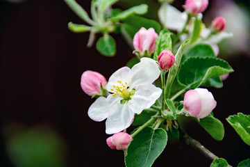 Fototapeta na wymiar apple blossom in early spring