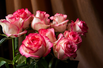 Lovely bouquet with big flowers of roses of bright pink and white color are staying on the table. Green leaves and thorns. Still life. Brown  background