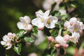 blosoming branch of a tree close-up, spring.