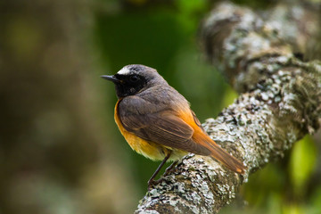 Common redstart (Phoenicurus phoenicurus)