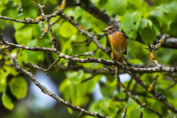 Common redstart (Phoenicurus phoenicurus)