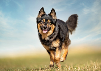 portrait of a dog