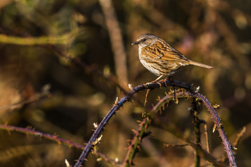 Dunnock (Prunella modularis)