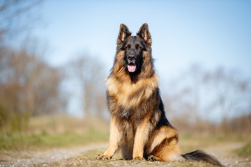 dog, shepherd, german, pet, animal, german shepherd, portrait, breed, mammal, cute, brown, grass,...