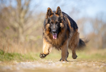 dog, shepherd, german, pet, animal, german shepherd, portrait, breed, mammal, cute, brown, grass, friend, domestic, sheepdog, alsatian, nature, fur, tongue, guard, purebred, dogs, pedigree, bl