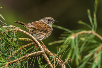 Dunnock (Prunella modularis)
