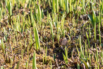 green grass growing on the ground, close up