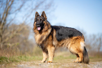 dog, shepherd, german, pet, animal, german shepherd, portrait, breed, mammal, cute, brown, grass, friend, domestic, sheepdog, alsatian, nature, fur, tongue, guard, purebred, dogs, pedigree, bl