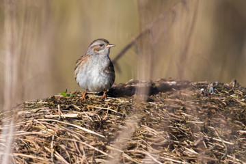 Dunnock (Prunella modularis)