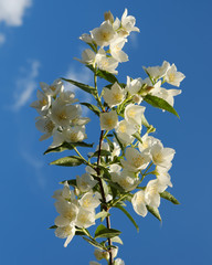 A branch of a blossoming jasmine bush against a blue sky. Fragrant white flowers.