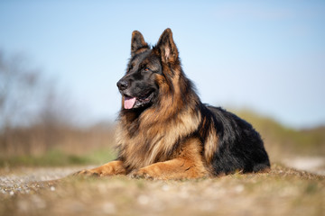 dog, shepherd, german, pet, animal, german shepherd, portrait, breed, mammal, cute, brown, grass, friend, domestic, sheepdog, alsatian, nature, fur, tongue, guard, purebred, dogs, pedigree, bl