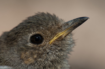 Juvenile European robin Erithacus rubecula. Integral Natural Reserve of Inagua. Tejeda. Gran Canaria. Canary Islands. Spain.