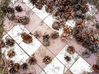 Pine cones lying on the ceramic tile.New year's concept.Abstract background