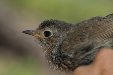 Juvenile European robin Erithacus rubecula caught for banding. Integral Natural Reserve of Inagua. Tejeda. Gran Canaria. Canary Islands. Spain.