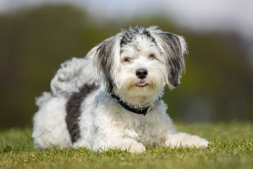 dog, pet, collie, border collie, animal, puppy, border, canine, white, cute, grass, black, sheepdog, portrait, running, pup, nature, breed, mammal, pets, young, domestic, pedigree, terrier, west, west