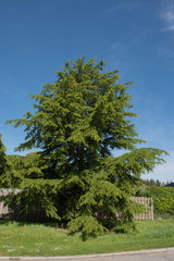 Green Foliage of an Evergreen Coniferous Atlas Cedar Tree (Cedrus Atlantica) Growing in a Garden in Rural Devon, England, UK
