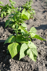 Beanstalks grow in the home garden. Homegrown Beans.