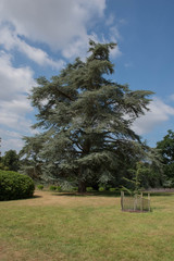 Green Foliage of an Evergreen Coniferous Atlas Cedar Tree (Cedrus Atlantica) Growing in a Garden in Rural Devon, England, UK
