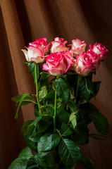 Lovely bouquet with big flowers of roses of bright pink and white color are staying on the table. Green leaves and thorns. Still life. Brown  background