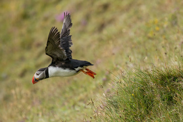 Fliegender Papageitaucher auf Vestmannaeyjar, Island.