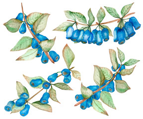 Watercolor hand painted nature garden set composition with blue honeysuckle berries and green leaves on branches collection isolated on the white background for design elements and cards