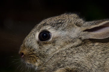 European rabbit Oryctolagus cuniculus. Integral Natural Reserve of Inagua. Tejeda. Gran Canaria. Canary Islands. Spain.
