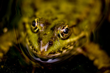 Obraz na płótnie Canvas Close up of one pool frog (Pelophylax lessonae) in water in Lausanne, Switzerland. 