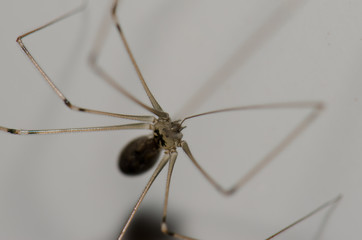 Daddy long-legs spider Pholcus phalangioides. Cruz de Pajonales. Tejeda. Gran Canaria. Canary Islands. Spain. - obrazy, fototapety, plakaty