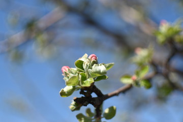 apple tree flowers