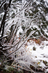 Frozen tree, snowy tree branches, close-up, winter.
