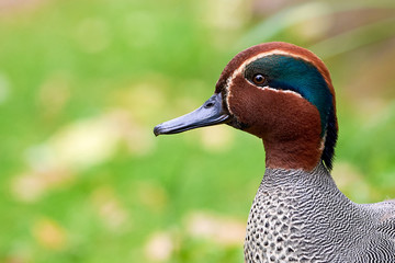 Eurasian teal head closeup (Anas crecca), Common teal