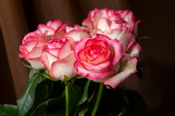 Lovely bouquet with big flowers of roses of bright pink and white color are staying on the table. Green leaves and thorns. Still life. Brown  background