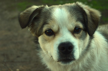 portrait of a small dog