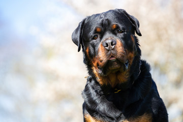 portrait of a black dog