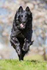 dog, pet, shepherd, animal, german, black, canine, breed, cute, portrait, dogs, tervueren, puppy, pets, german shepherd, wolf, grass, purebred, tongue, white, nature, domestic, animals, pedigree