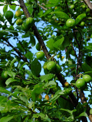 Berries of unripe cherry plum grow on a branch.