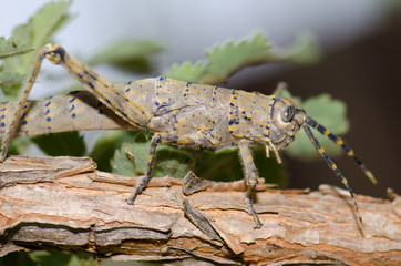 Female Gran Canaria stick grasshopper Acrostira tamarani. Cruz de Pajonales. Integral Natural Reserve of Inagua. Tejeda. Gran Canaria. Canary Islands. Spain.