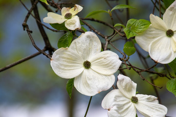 A picture of some dogwood blooming in the garden.     Vancouver BC Canada 
