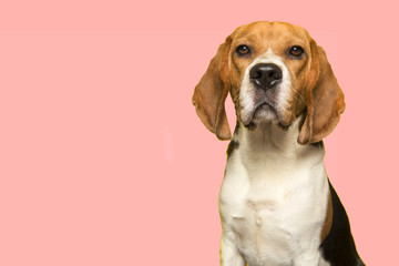 beagle dog portrait,beagle dog,cute beagle dog,cute beagle puppy,beagle dog pink background,beagle...