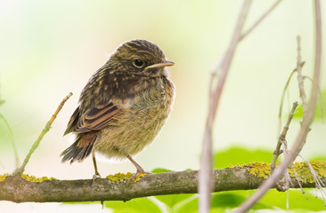 Fototapeta premium European stonechat, Saxicola rubicola. A very young chick is sitting on a tree branch, waiting for parents to bring food